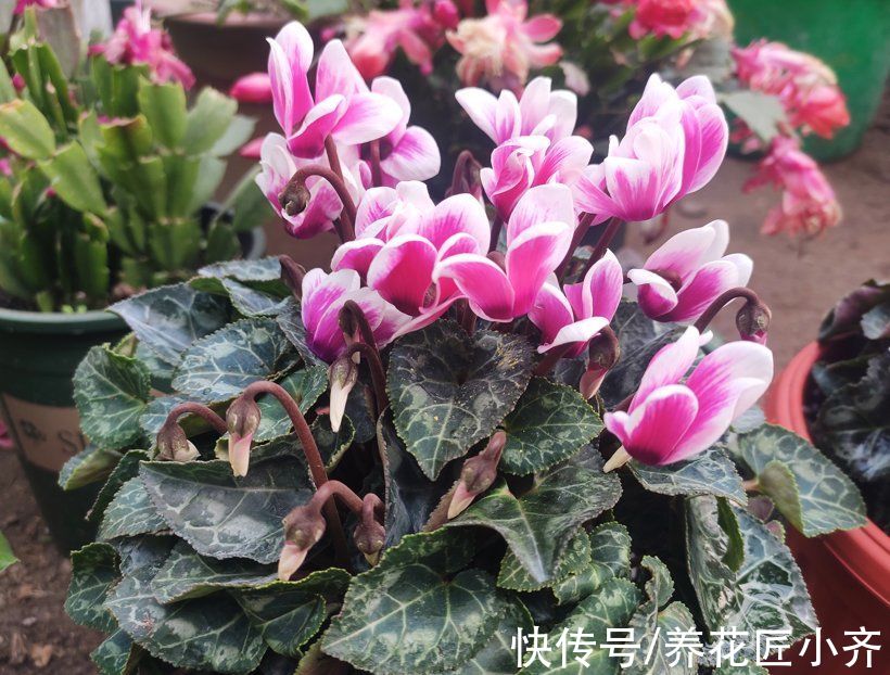 年后花市开门，赶紧去“捡漏”，这7种花，花低价就能买“好货”