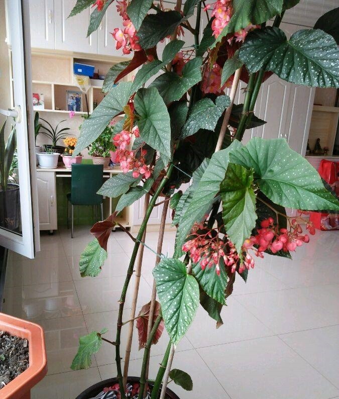 喜欢玫瑰,不妨试试“高端玫瑰”女人香气,丰腴婀娜,花色艳丽