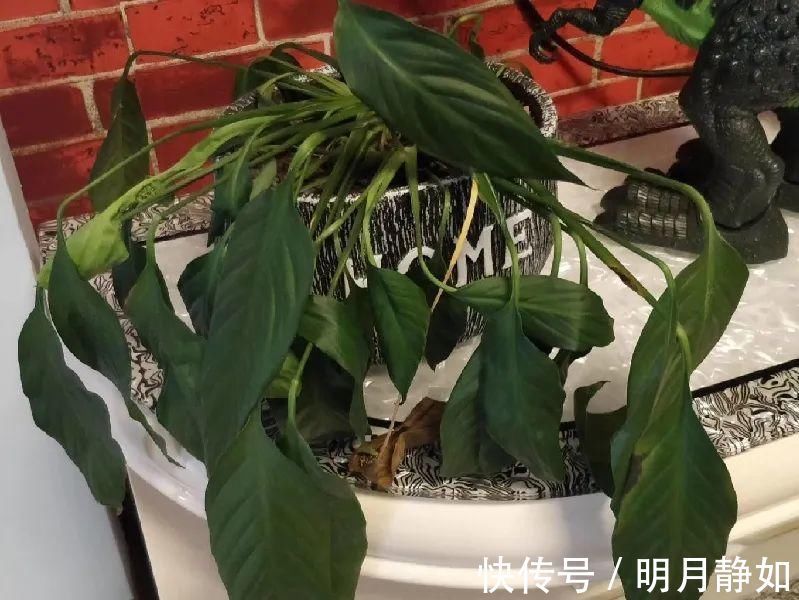 11月,千万别买这种花,养不活惹一肚子气