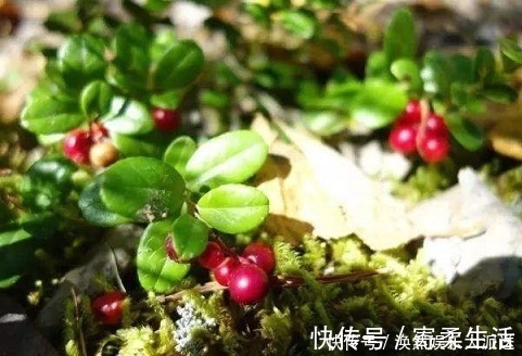 维生素c|女性晚上当零食吃2颗，美白、养颜、抗衰老，比面膜管用！