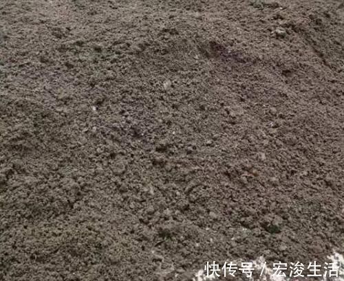 叶子|长势缓慢的马齿苋,涂点“自制的生长液”,叶子如玉