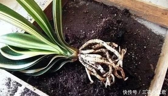 君子兰|君子兰烂根怎么办 用这两个方法, 就不怕烂根了