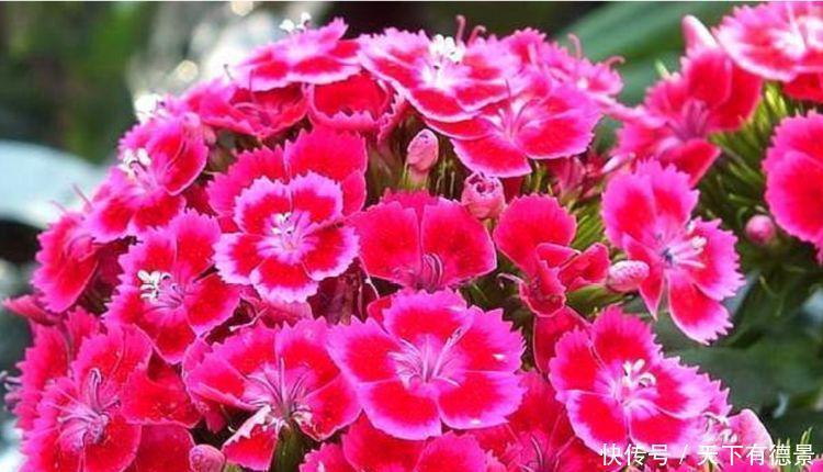 3种花是爆盆“能手”,开起花来“拦”不住,被称为开花机器