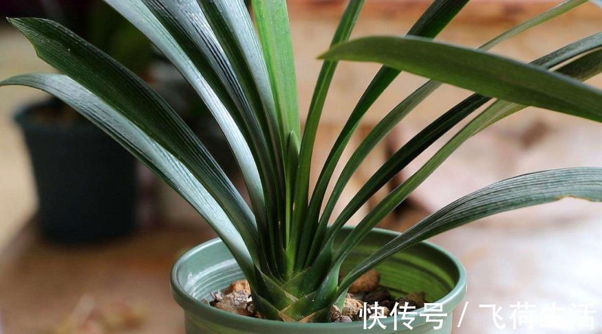 君子兰最喜欢“2种液体”，一月浇1次，一年能长8片叶，好用！