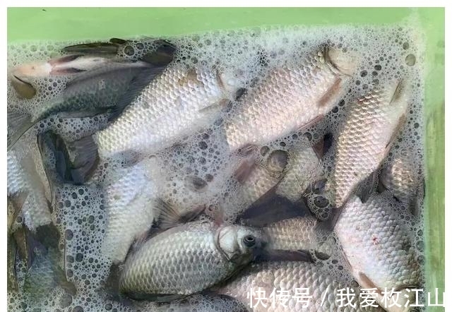 冬季你要封竿不钓鱼了?最好钓鲫鱼的季节其实就是寒冬