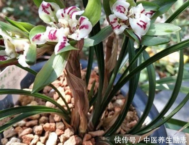 兰花如何管水管肥掌握这2点,烂根、黄叶不再来,大白根呼呼长!