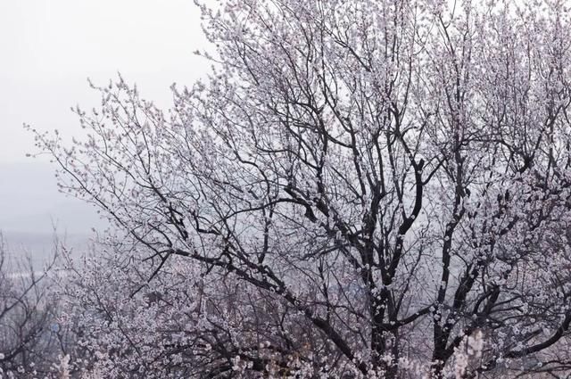 杏花|背靠五莲山！久负赏花盛名，今日一见确实惊叹