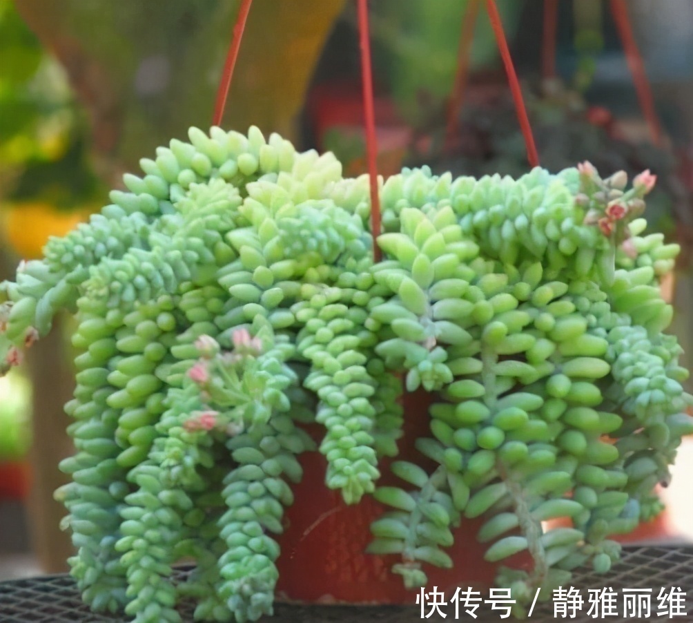 4种花,可以悬挂起来养,轻松打造出别致阳台