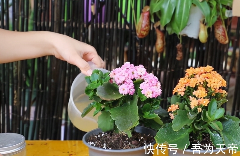 花盆|长寿花有“4喜3怕”,避开小坑,快速开花一大片,太省心了