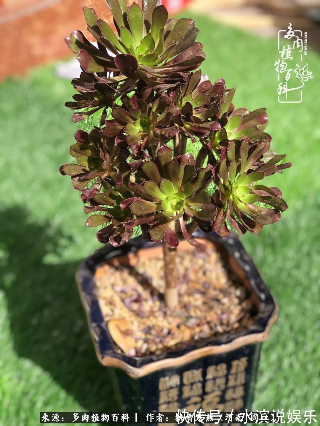 红铜壶|多肉千万种,我独爱法师!爱它的霸气,更爱它的华丽蜕变!