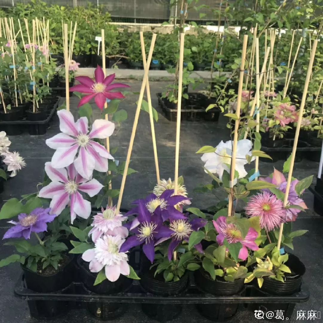 自制养花杀菌水，7天浇一勺，虫子全死光，再也不黄叶！