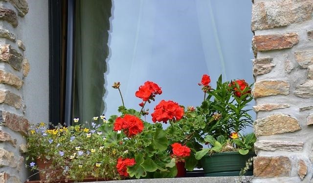 这一花卉一年四季都开花,快来养一盆,附上养护方法和注意事项