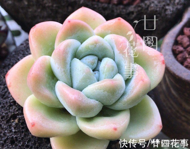 养死多肉不打紧,就怕死得不明白,肉肉8种死法,知道原因好预防