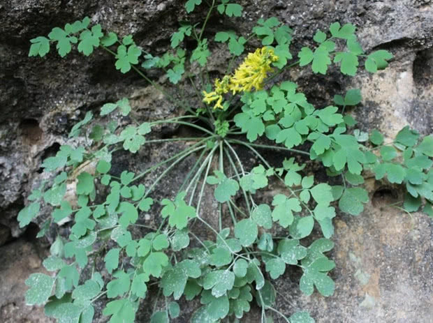 石生|一种野草它根部含有“黄金”,若遇见请保护好,目前能卖千元一斤