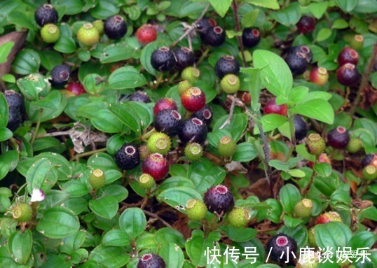 地菍|这种野果,南方地区有不少朋友都见过它,你吃过这种野果吗