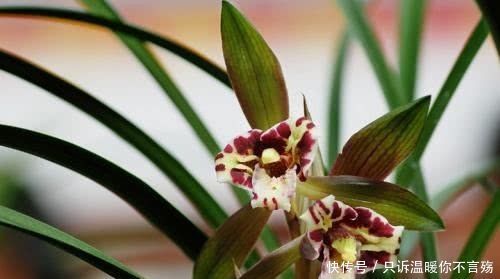 夏季|兰花出现这种情况要注意,赶紧换个盆,否则最后就会给你剩个“空盆”