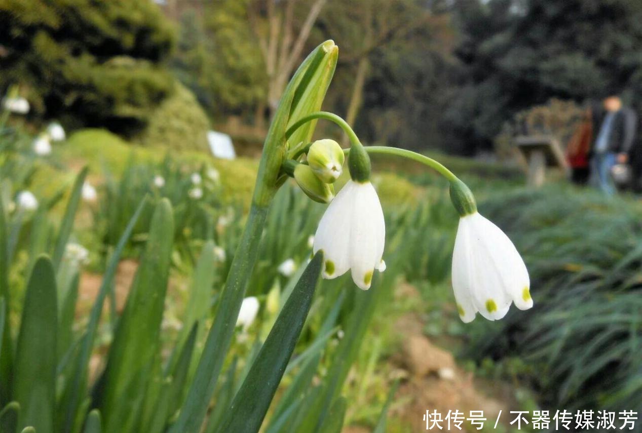 武汉一小众低调景点，藏着成片蔷薇花海，是春游踏青的好去处