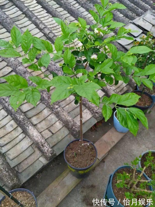 花也能成精,养成巨无霸,一次开花50朵,比小孩还高!