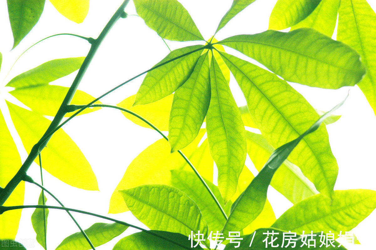 娟子|喜欢下雨天的 8种花,下雨扔外面,越淋雨生长越旺盛,开花越多