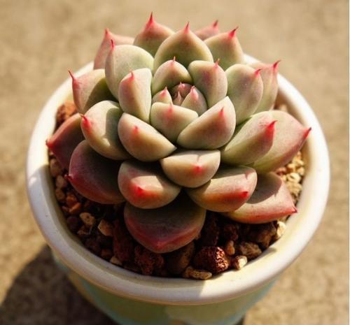 多肉|忘了奥普琳娜吧,养一棵阿尔巴佳人,叶片更肥厚,容易出状态