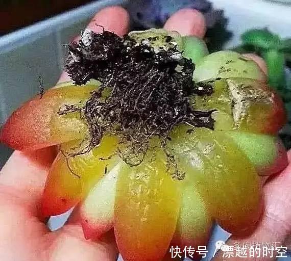 养花|夏天养花,别做几种“险事”,避免养一盆烂一盆