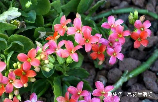 提前为长寿花,“打下”来年开花基础,这“3点”要时刻做好