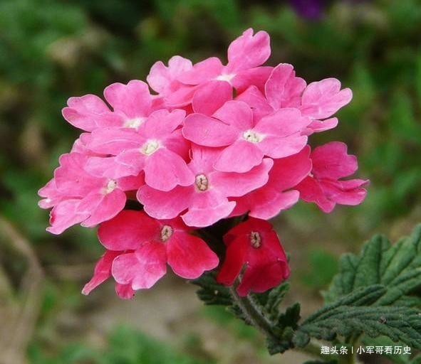 马鞭草科|此花是花中美人，姿态优美颜色鲜艳悦目，是狮子座的守护之花