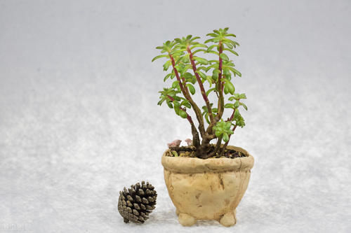 发育不良|养护盆景,几件犯忌的事不能干,干了任意一件,盆景不死也遭大难