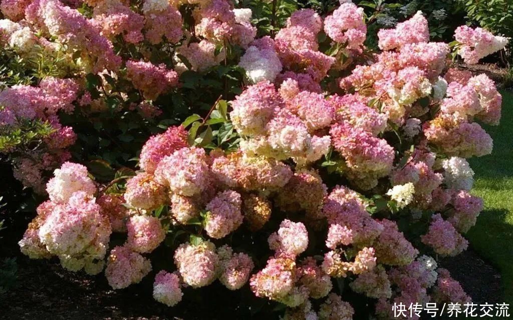 13种耐寒的盆栽花卉，零下20多度可存活，大部分南方也能种