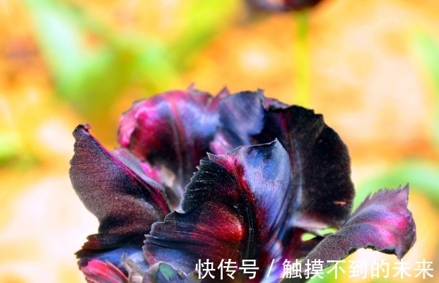 此花被人誉为“夜皇后”，它是神秘高贵的象征，还有独特领袖权力