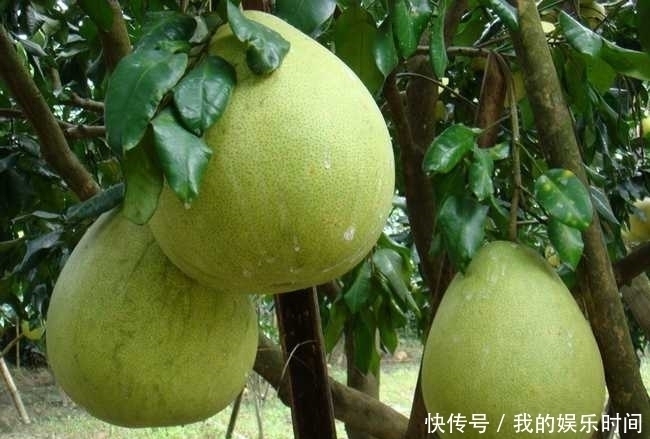 冬天,不妨多吃此水果,對身體十分有益,能預防高血壓,增強體質