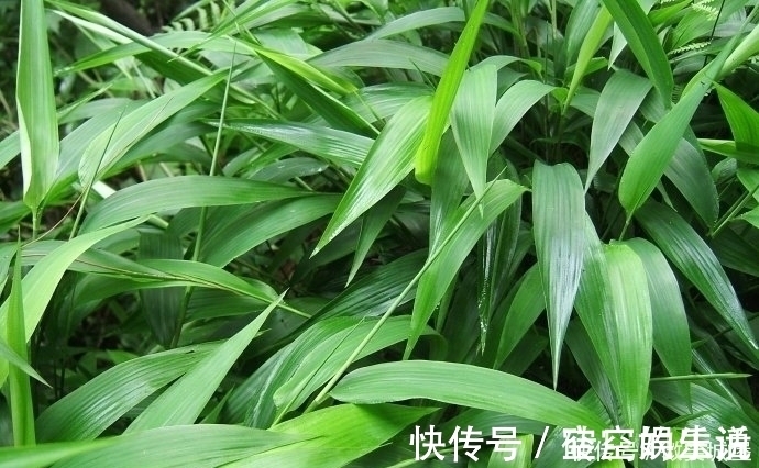 养肝|养肝的人,晨起多喝4种水,排肝毒、降肝火,肝脏或许“感谢你”