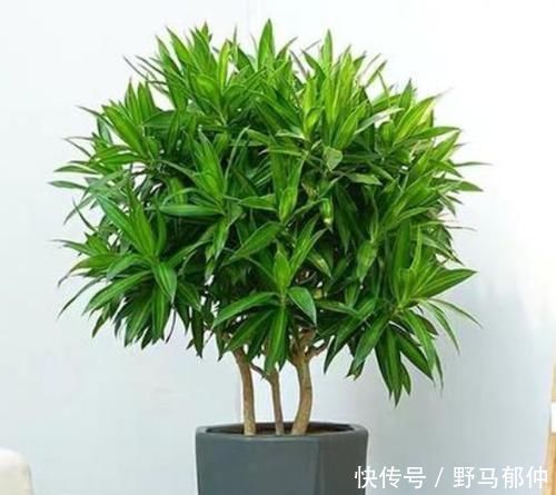 4种花很漂亮，养家里1盆，幸福、财源滚滚，一养就是10年！