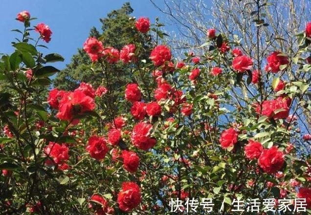 很多人喜欢种植山茶花，掌握下面这五点，它可以长得更旺盛