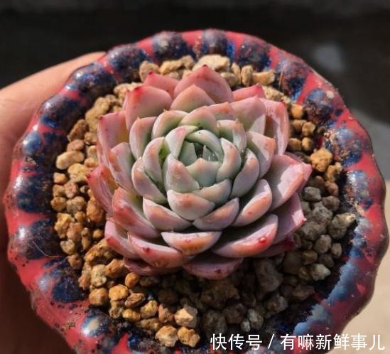 理清这些关系,或许你养的多肉不会徒长了!