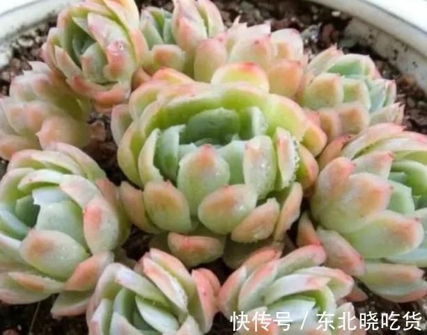 冬天怎么养护多肉冰梅容易出状态,掌握3个方法即可