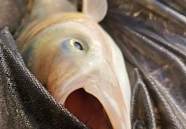 调漂|学钓鲢鳙从这篇文章开始,调漂、开饵、抓口都给你讲明白