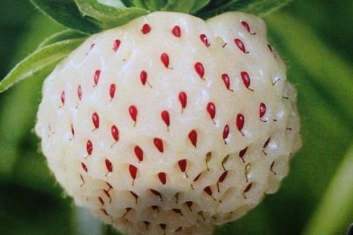 淡斑|女人45岁以后,开始冒皱纹,常吃以下三种水果,淡斑去皱、抗衰老