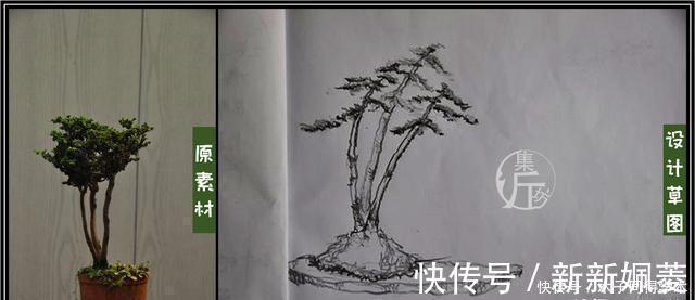 石化|绿海听涛,“桧柏化石”石化桧盆景的养护与创作