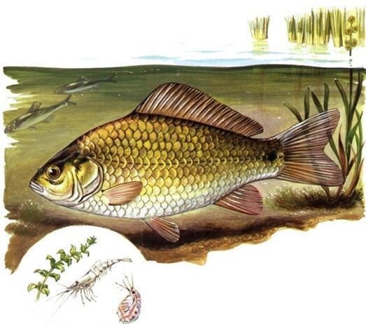 钓获罕见鲫鱼被劝放生:劝放生的大爷,您知道它是什么鱼吗?