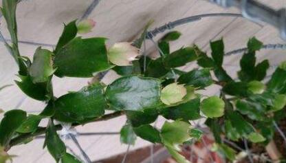 叶子|张大妈养蟹爪兰,只摆“这里”,再喂点“它”,叶子利如“刀”!