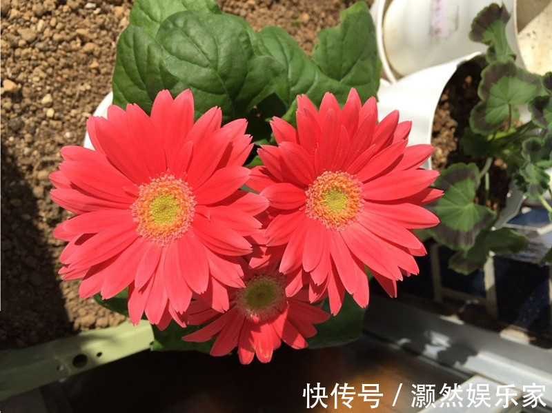 此花是世界四大切花之一，与月季花齐名，周年开花，还可盆栽观赏