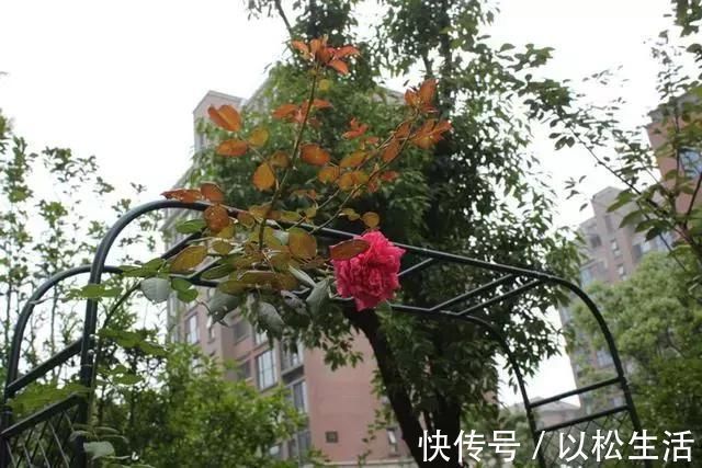亲戚|我买下带院子的一楼，被亲戚骂脑子进水，装修好后他们都闭嘴了！