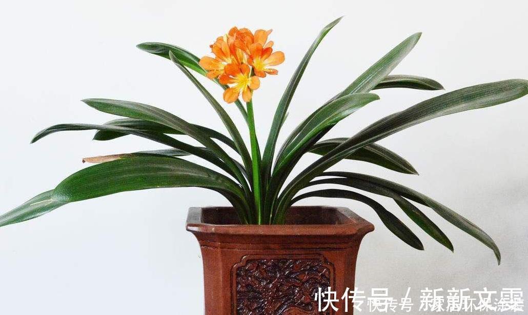 养花|松树有2宝,松果壳、松针,带回家养花,效果比花肥强