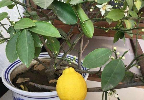 聪明人都养“4种花”，身体越住越健康，起码长寿十年