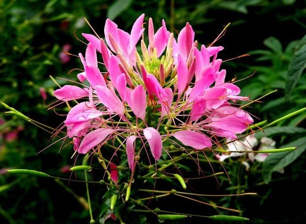 这花“新奇”，花开似球，又似蝴蝶飞舞，比菊花有趣，花开90天