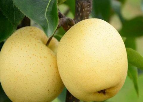 樱桃|哪些水果含糖量低减肥应该吃哪些低糖水果