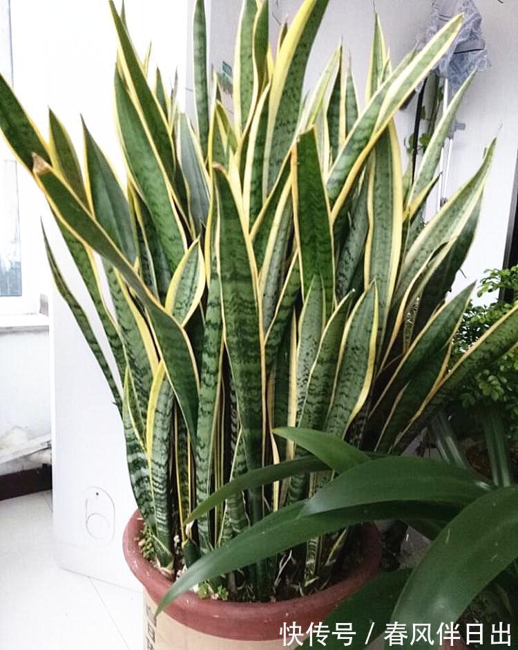 叶片|这个4原因让虎皮兰叶子变软,一波反向操作,恢复虎虎生威