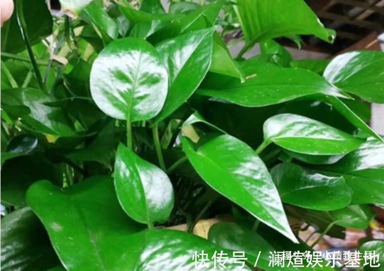 2种“废水”家家有,处理之后来浇花,根粗叶绿,半年不用施肥