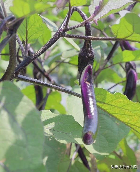 维生素p|蒜蓉茄子和鱼香茄子,你更爱哪一个?